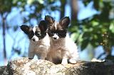 EPAGNEUL PAPILLON 163